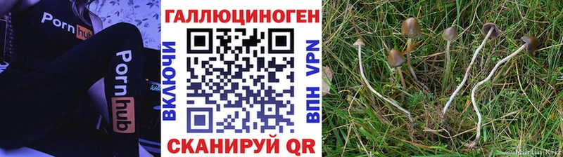 хочу наркоту  Куровское  Галлюциногенные грибы GOLDEN TEACHER 